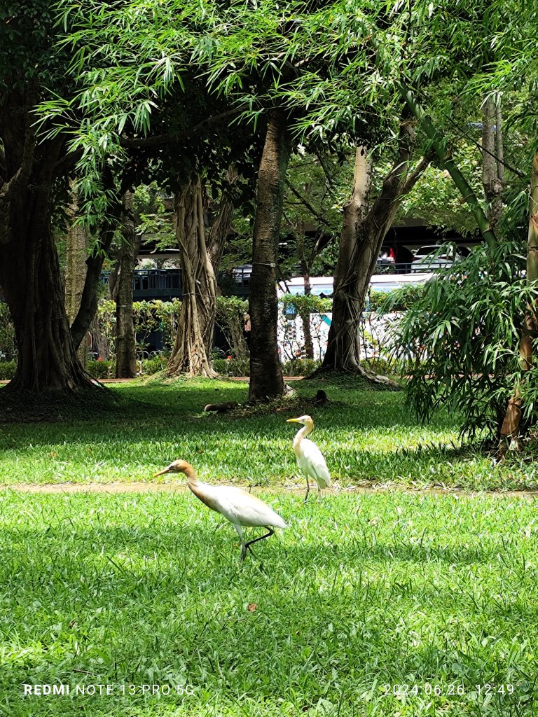 大安森林公園【走路趣尋寶】【臺北健走趣】_2536188