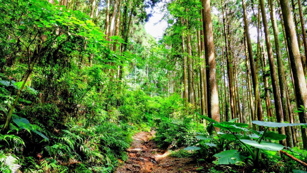 魔幻森林_2882088