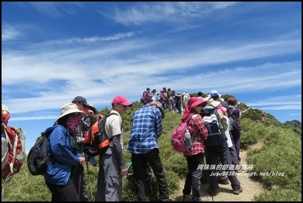 合歡東峰賞玉山杜鵑_341027