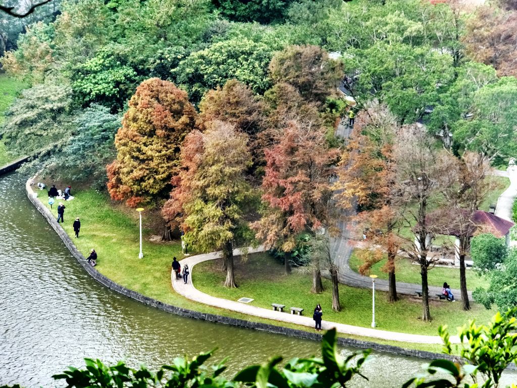 白鷺鷥山與大湖公園落羽松步道_235828