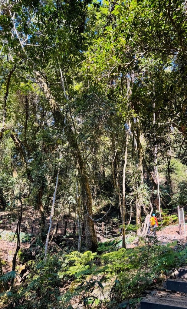 雪山坑登山步道尋巨人_2978481
