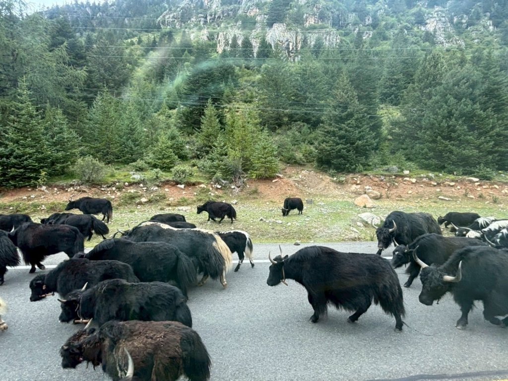 西藏♥️可愛動物🐎人物寫真/拉薩旅拍/美食_2902944