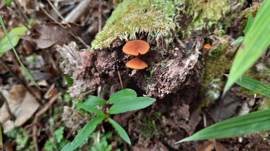 《新竹》幸福雲海｜鵝公髻山步道X山上人家20221105_1900187