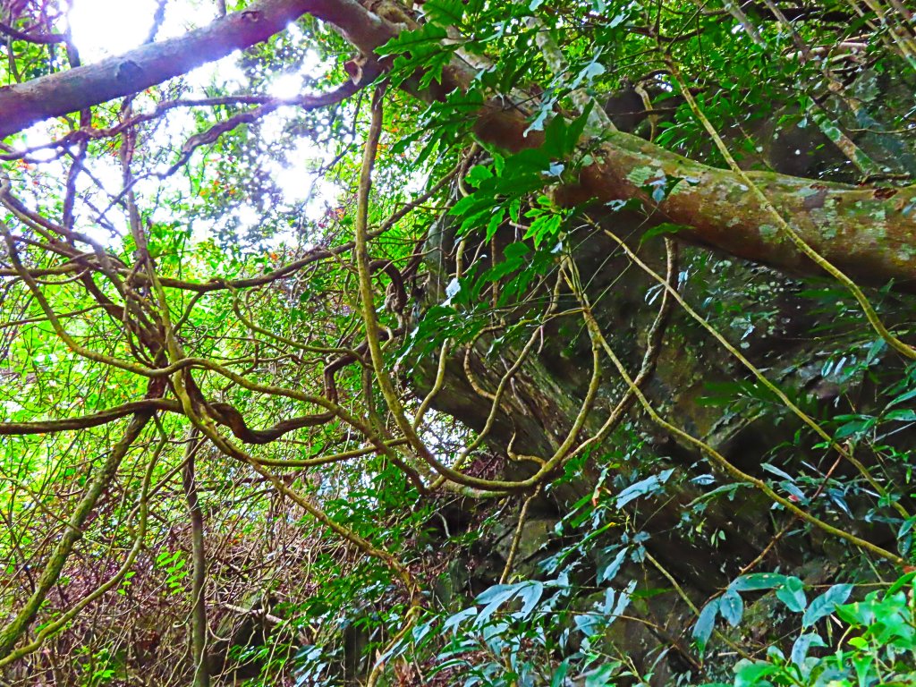 台灣阿凡達奇幻森林國度：大板根森林步道_551237