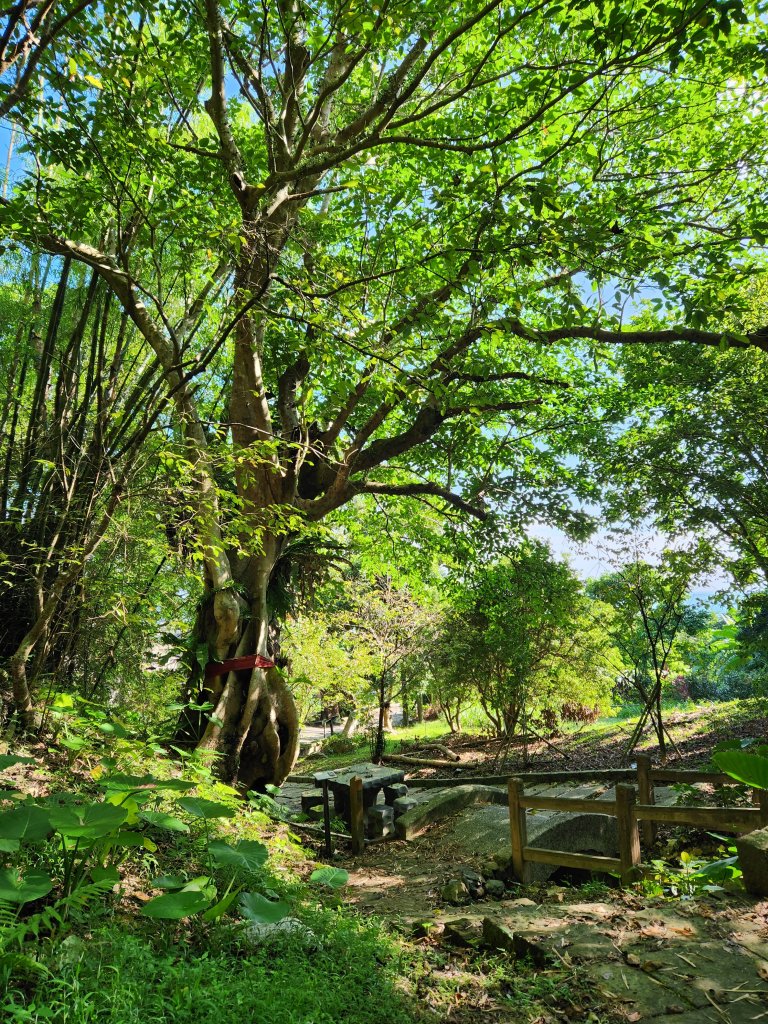 20230930 草嶺古道，灣坑頭山小百岳，桃源谷大溪線_2300153