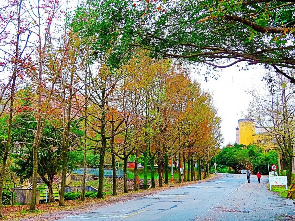 迎春賞花步道：貓空魯冰花海_817191