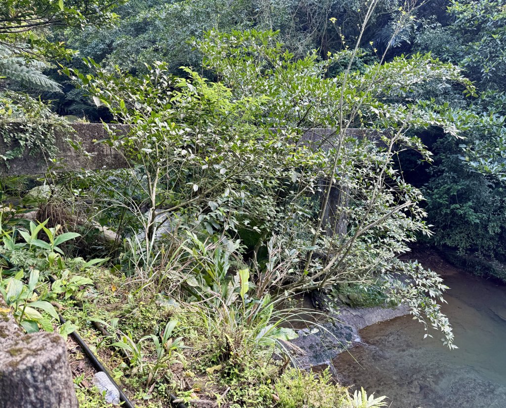 瑞芳蛇子形古道_2748077