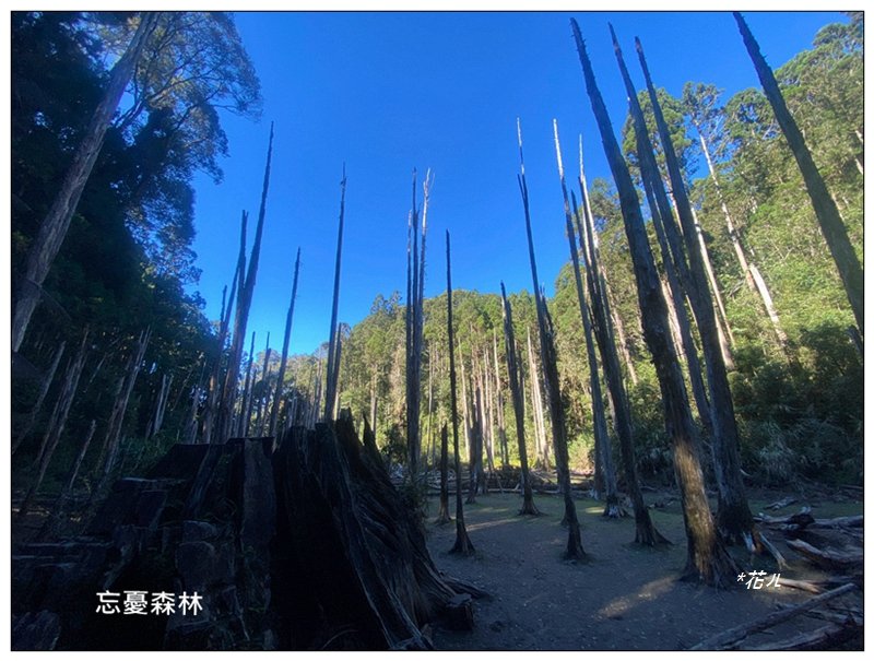 嶺頭山、金柑樹山、忘憂森林 O型一圈_2944736