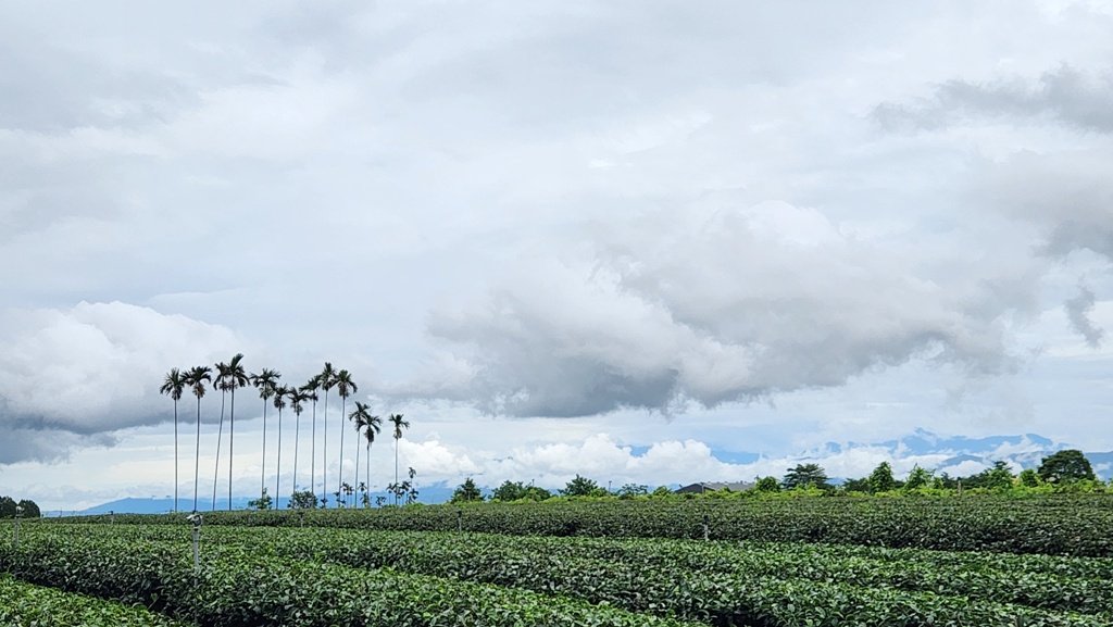 【南投民間】松柏嶺步道連走松柏坑山_2601735