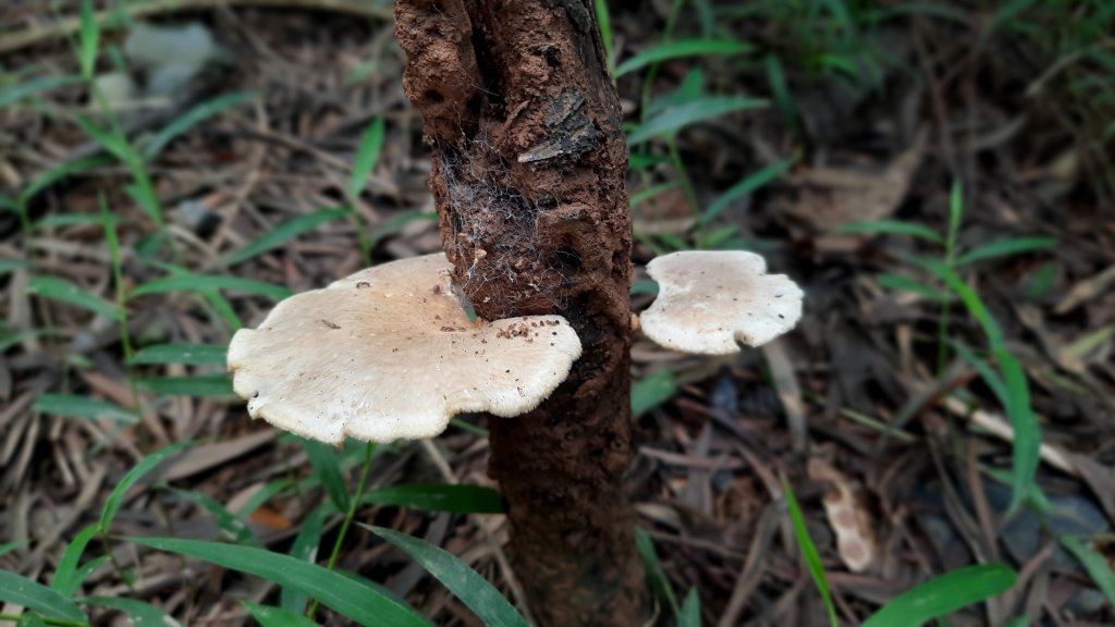 《台中》綠蔭夏蟬｜大肚環保公園登山步道O型20220626_1745140