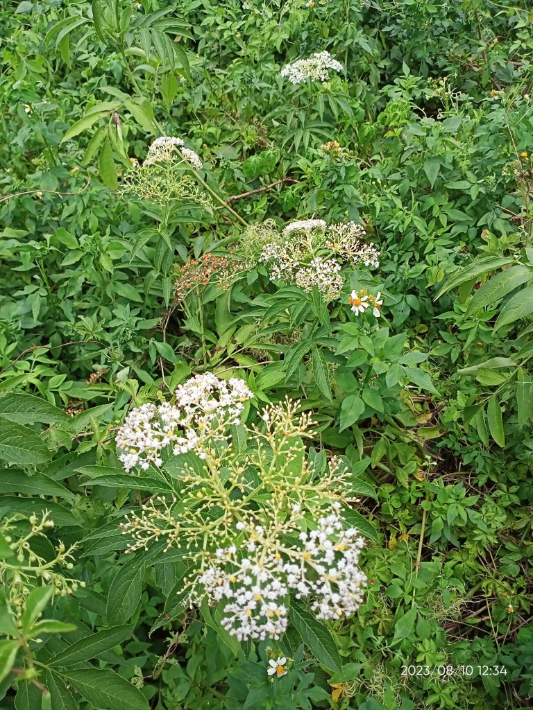 【臺北大縱走 1、走路趣尋寶】北投清天宮→下青礐步道→貴子坑步道→小坪頂路→忠義山步道→捷運關渡站_2244729