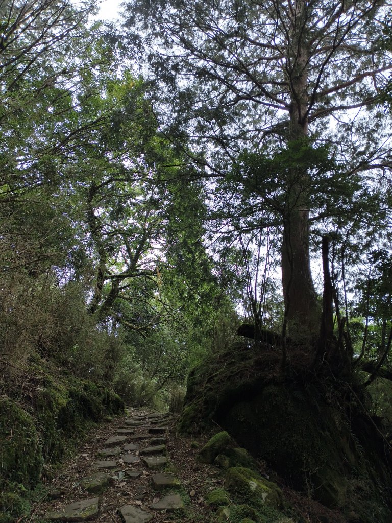 [玉山尋寶任務-08/12] 2025_0824 鹿林山步道_鹿林山_2870822