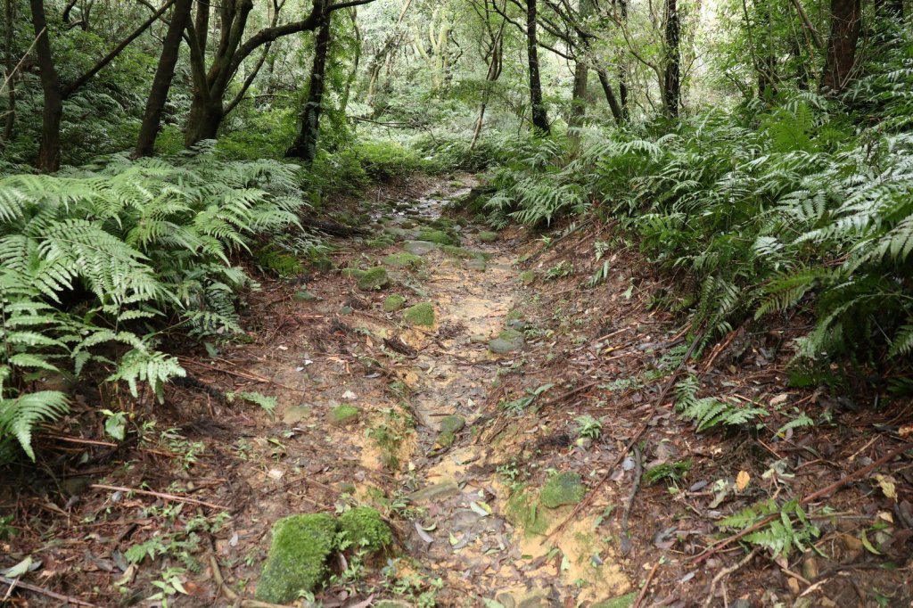 2019.02 崩山坑古道封面圖