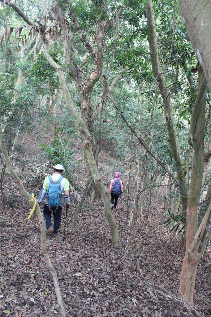 20230429高雄月茶縱走_2138532