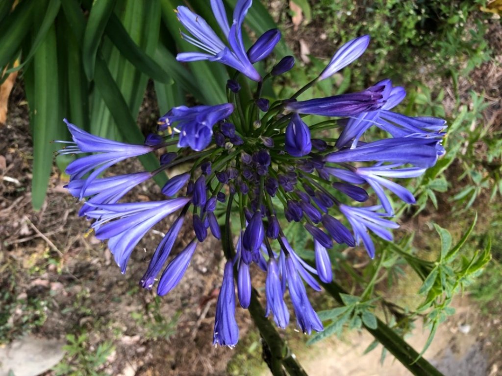 草嶺之旅（賞櫻、桃、李花）_1278214