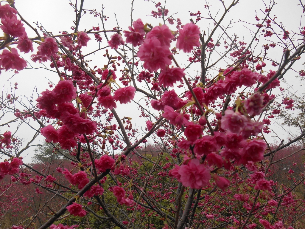 楊梅秀才步道上的櫻花林封面圖