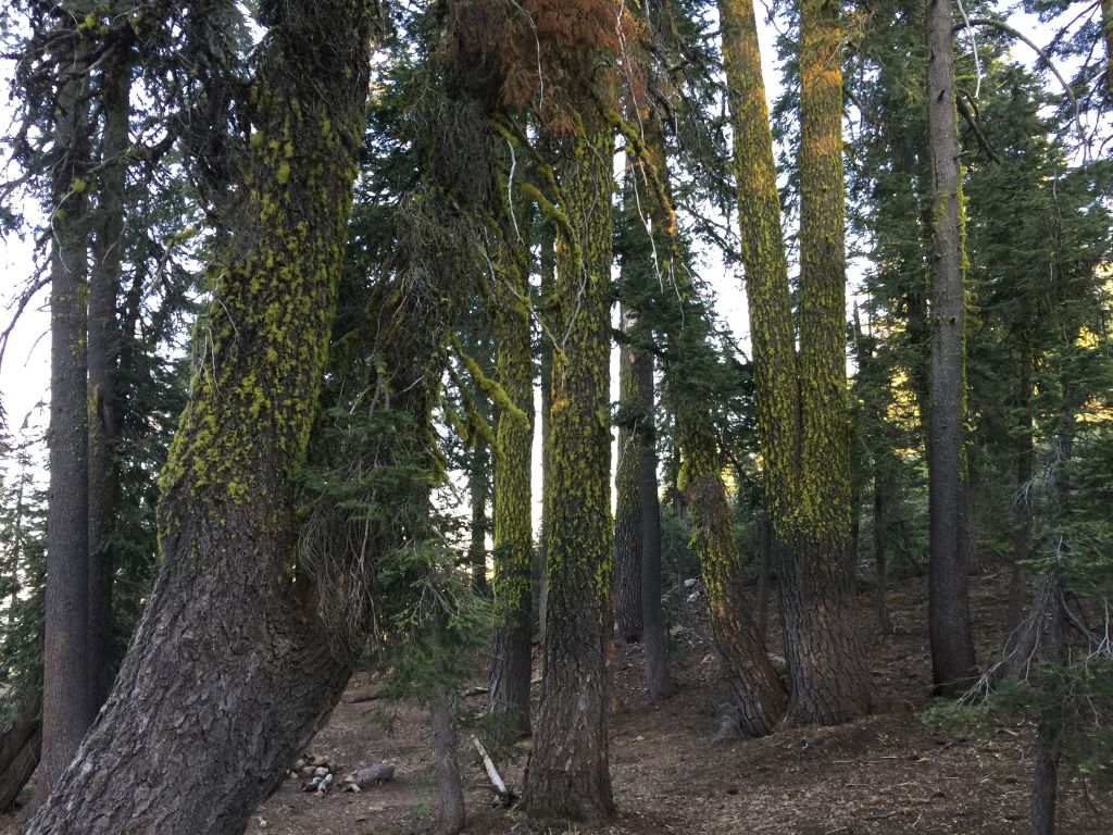 淺嚐太平洋屋脊山脈陵線縱走(部分路段)_158920