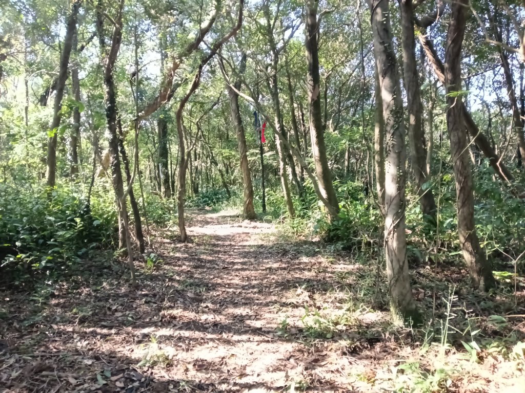 基隆市界寮縱走之七分寮山+友蚋山+印地安頭像+七汐農路O型_2967953