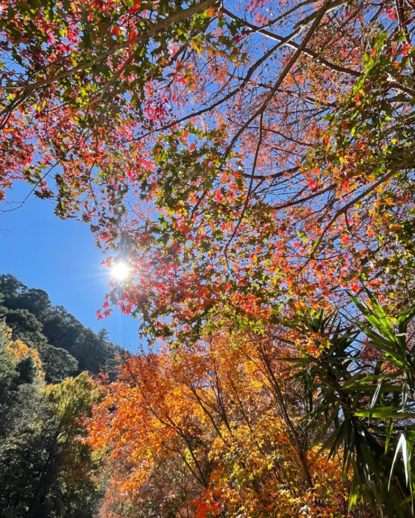 上武賞楓紅黃橙橙銀杏🍁_2667736