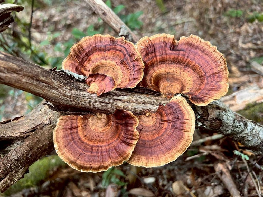 🌈9/7（日）夫拉縱走（夫婦山縱走拉拉山）✨FB：熊熊趴爬走🌈_2880913