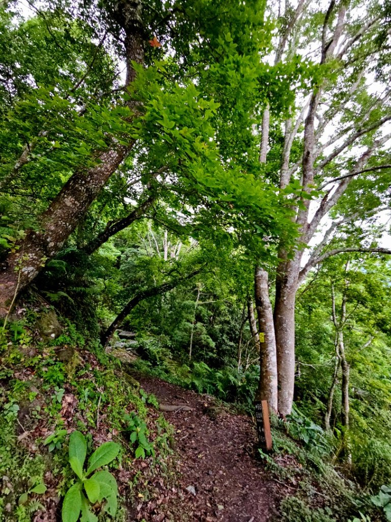 瓦拉米步道(登山口至佳心段)-(花蓮)臺灣百大必訪步道_2789422