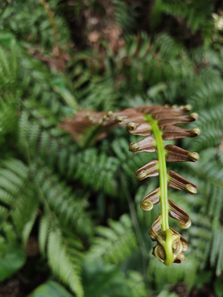 2024.03.24 飛鳳古道_2908485