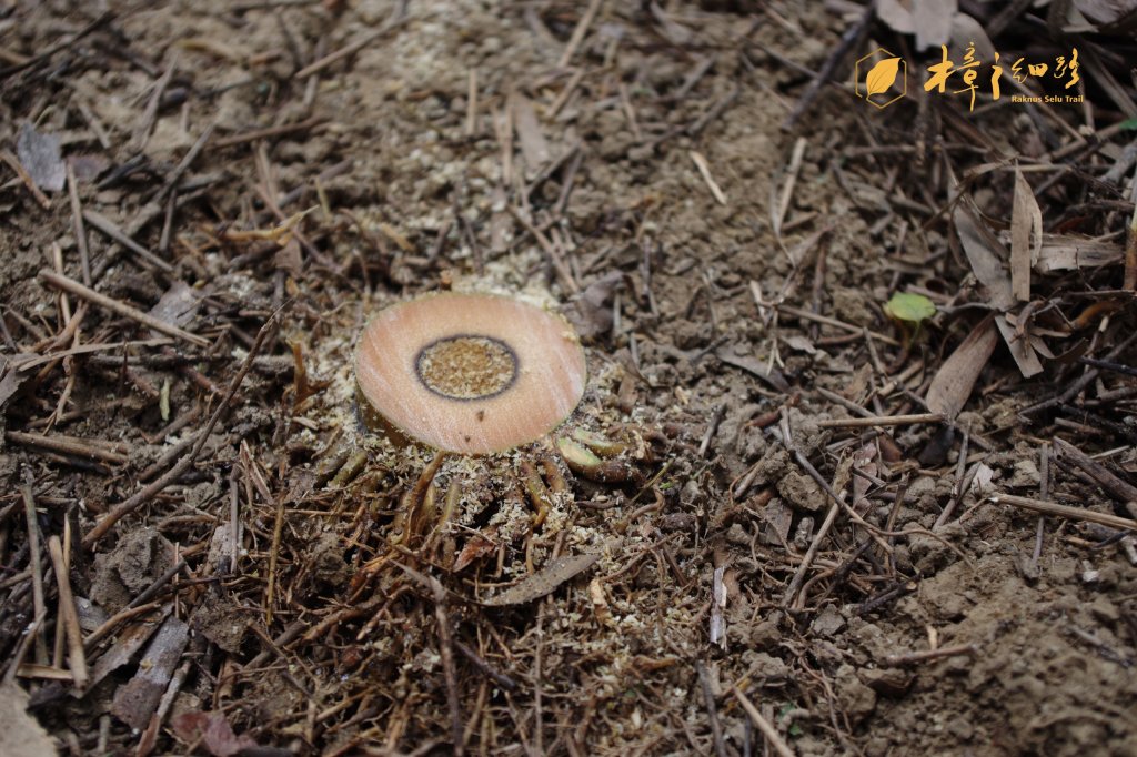 樟之細路 | 09/21砍草任務_686385