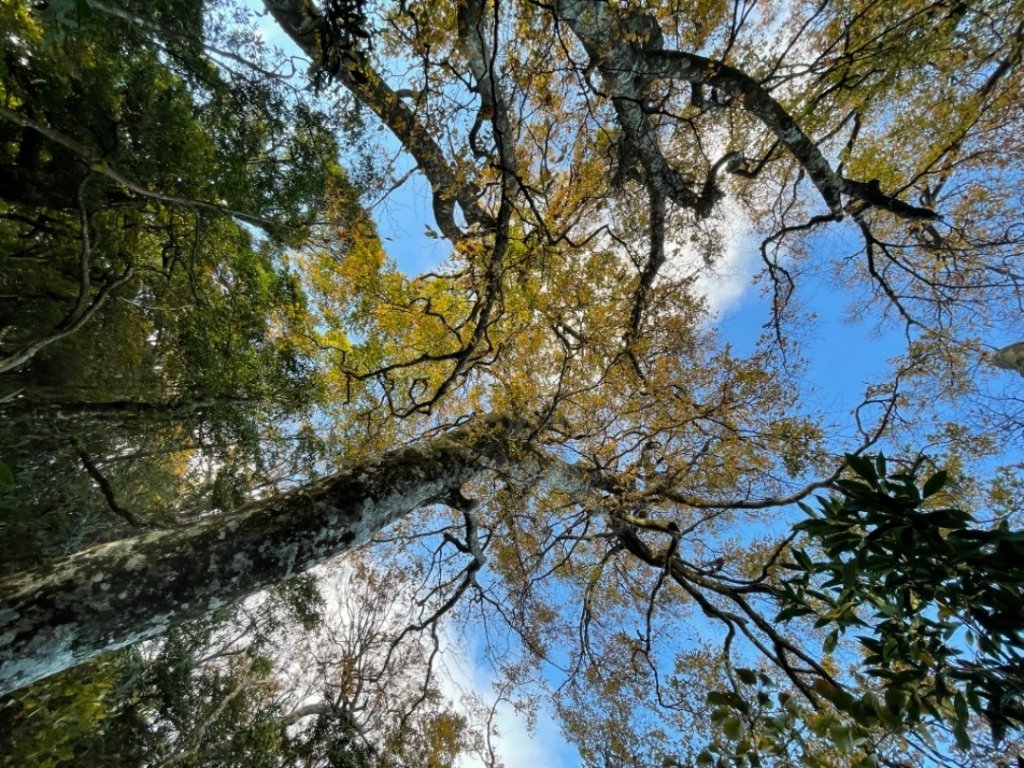 【內鳥嘴山】金黃色山毛櫸_1202564