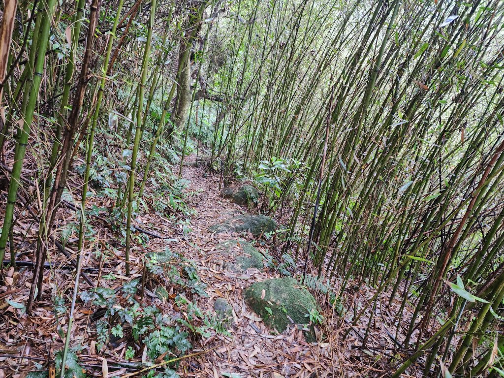 20250209電車登山 南港 ~ 辛亥_2744742