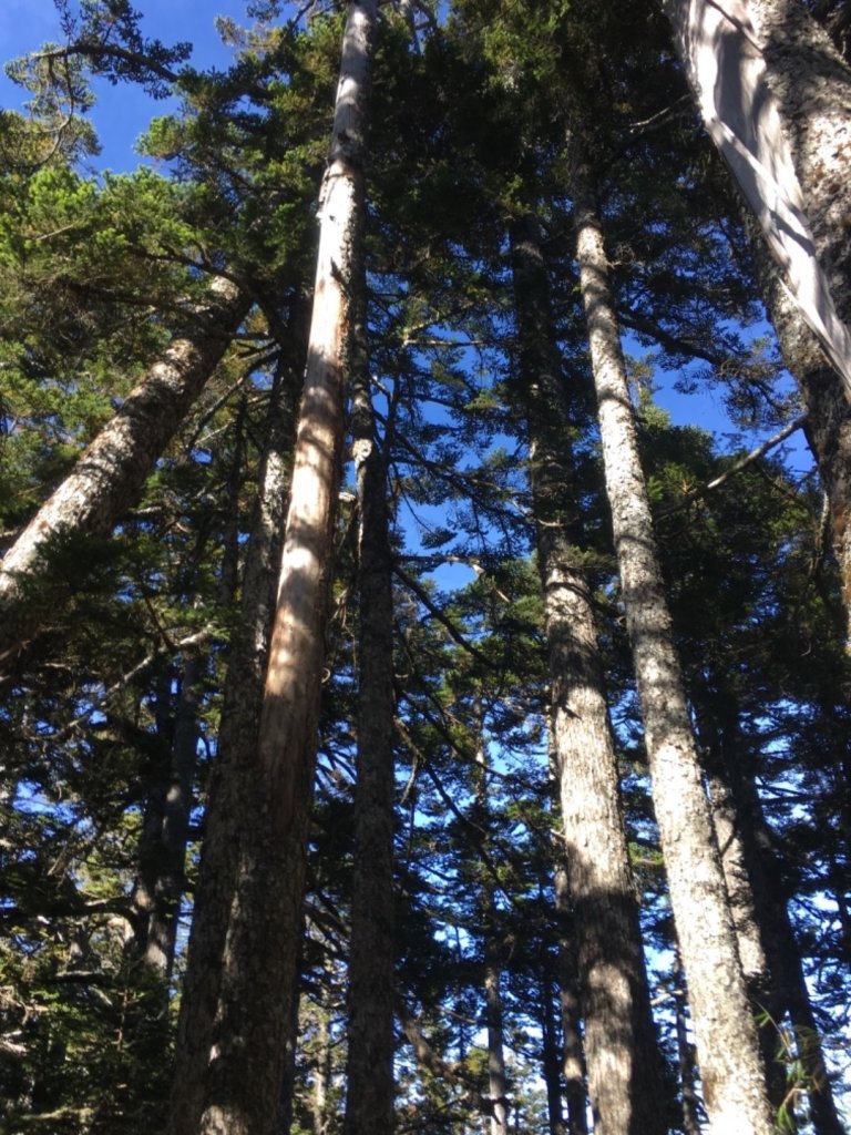 玉山主東西單攻_783556