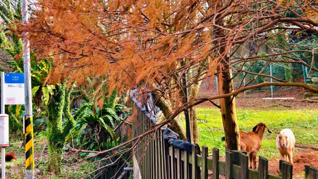 #花卉試驗中心 #永公路500巷 #平菁街42巷 #原住民公園 #士林官邸 1/4_2980377