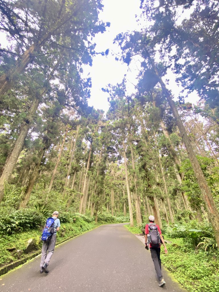 溪頭散步悠遊    2024.5.20_2517682