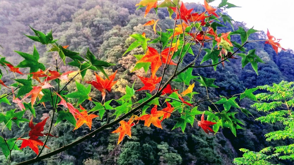 雪見的楓紅和東洗水山_452309