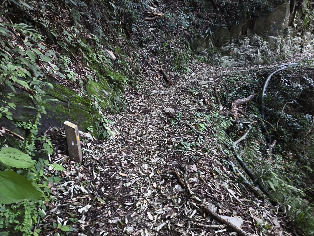 [玉山尋寶任務-07/12] 2025_0824 八通關雲龍瀑布步道_2870510