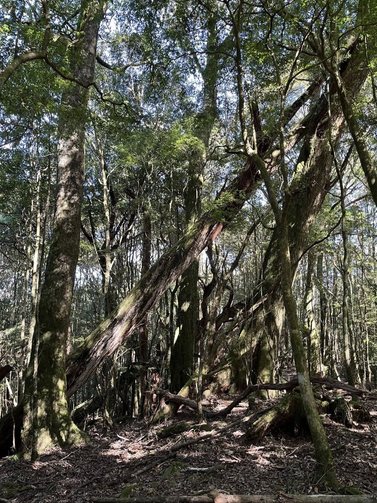 雪見大板根_2959277