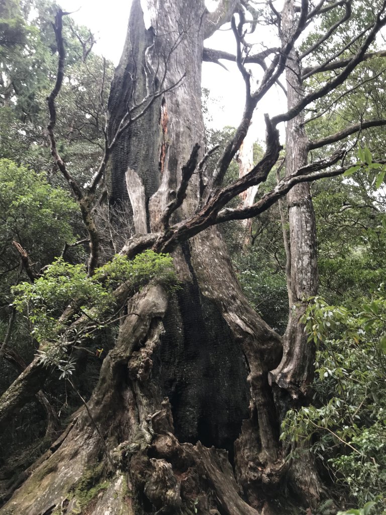 南插天山~魯培山_1272412