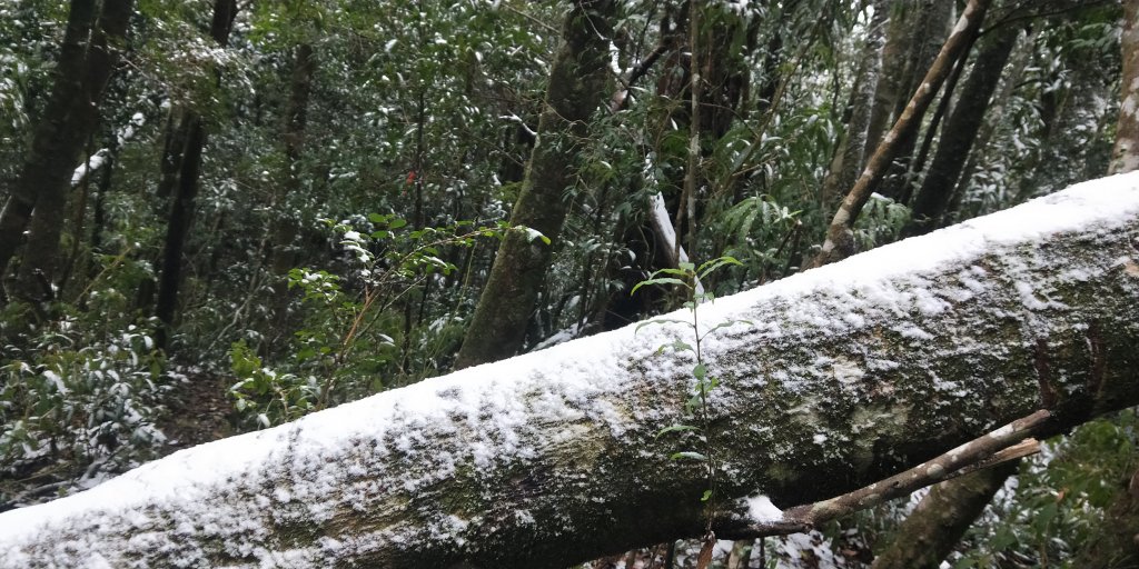 父子倆包山，內洞林道上大保克山群峰追雪_1232865
