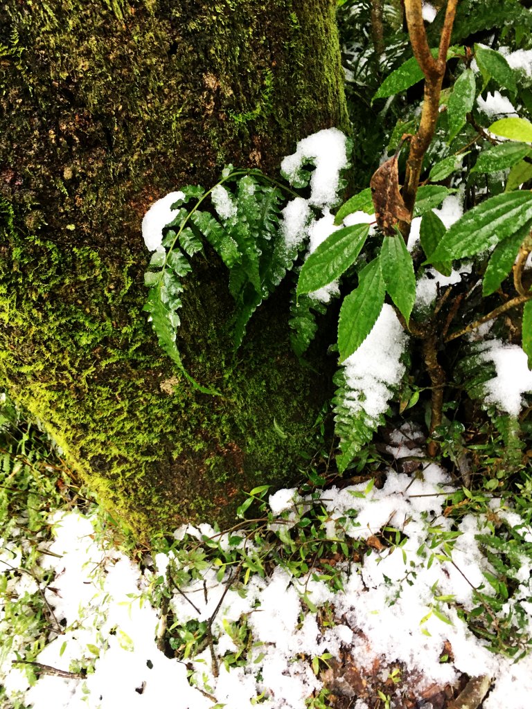 2021-1-9 面天山、向天山_1234094