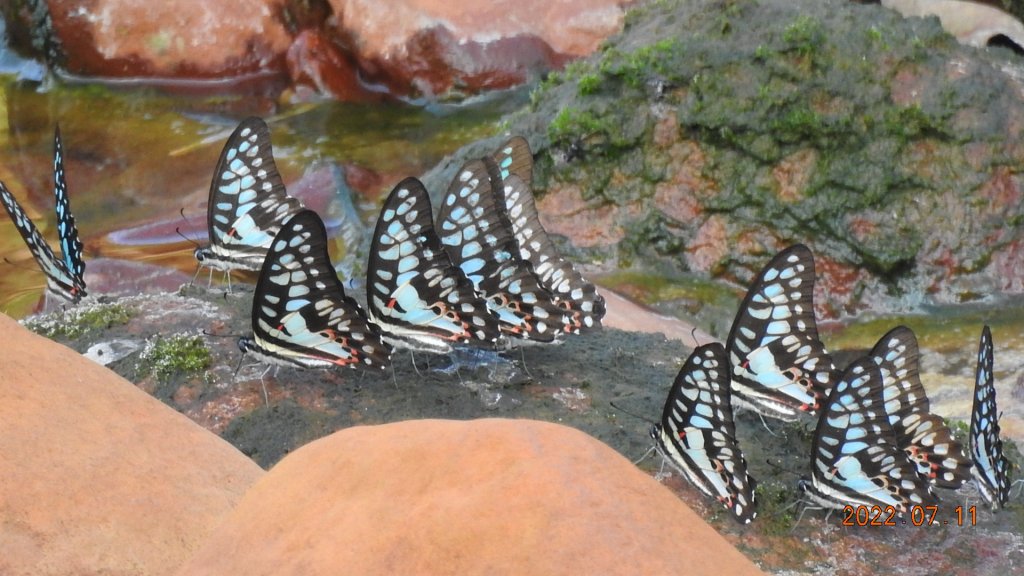 雲山水花鳥蝶 - 天龍國阿伯的日常 7/8&11_1760761