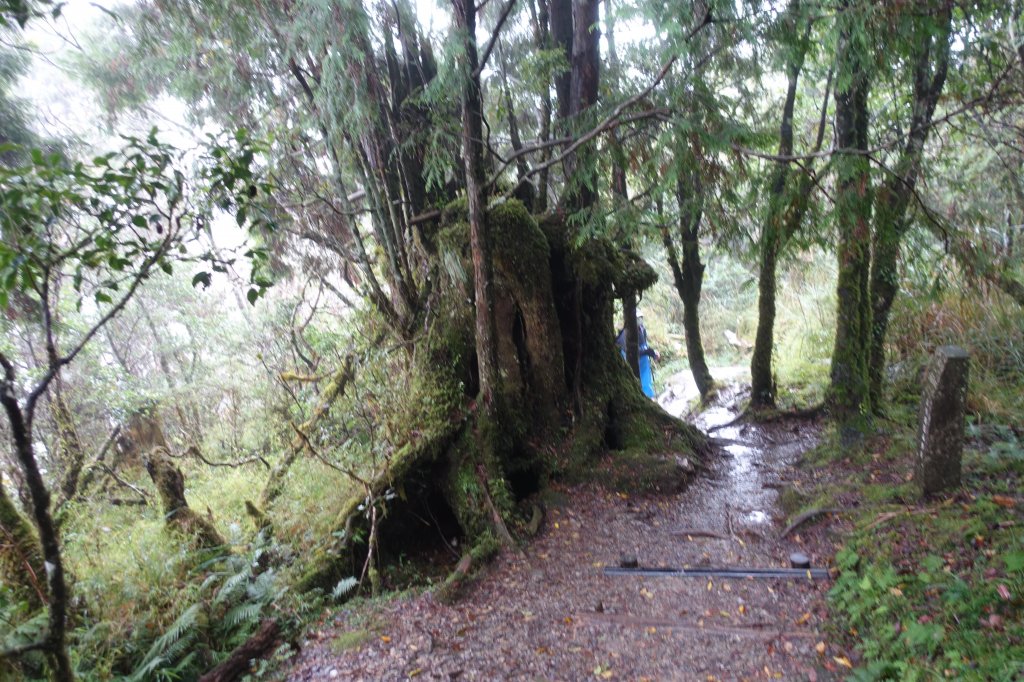 翠峰湖環山步道_1141437