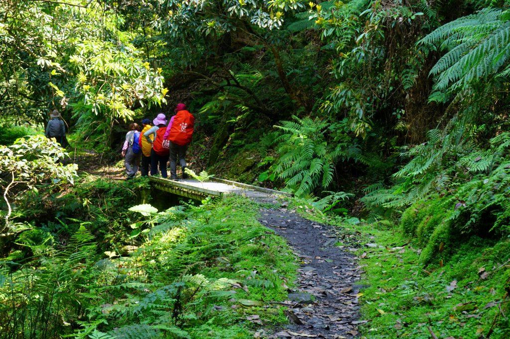 蕨之道~春遊瓦拉米_563092