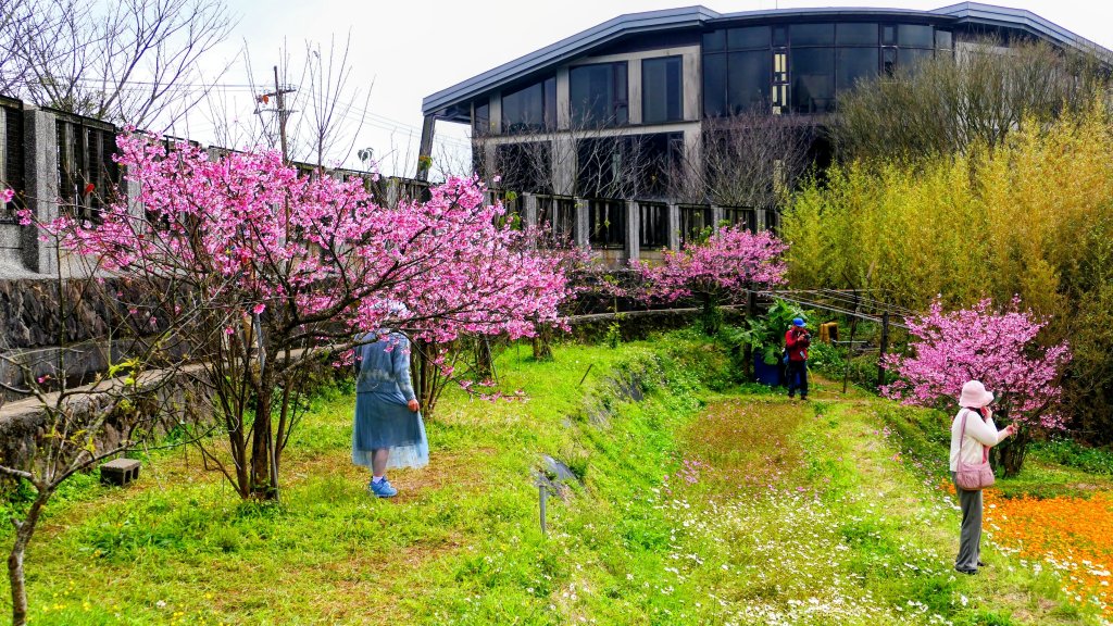 鵝尾梯田櫻花巷_2989305