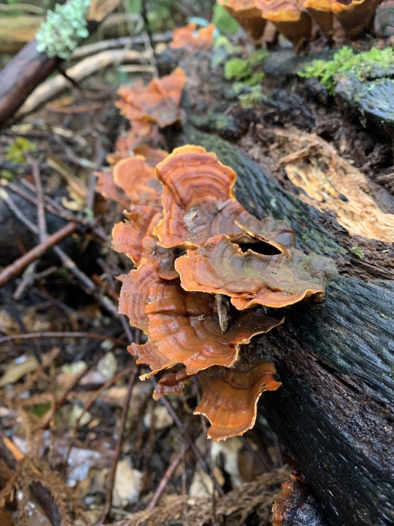 20251220嘉義凸龜山-芙蓉山-天福山_2973787