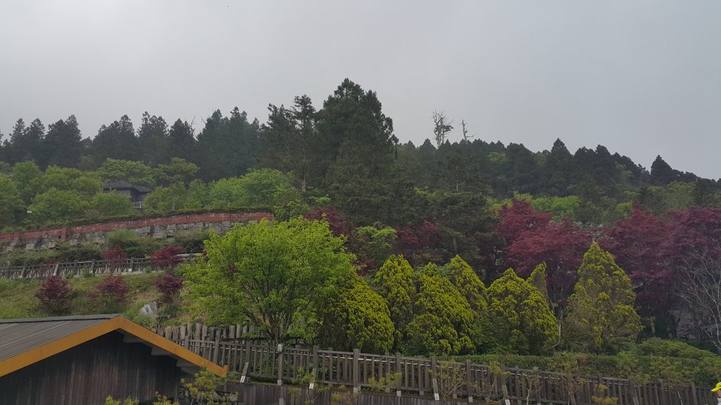 太平山檜木原始步道封面圖