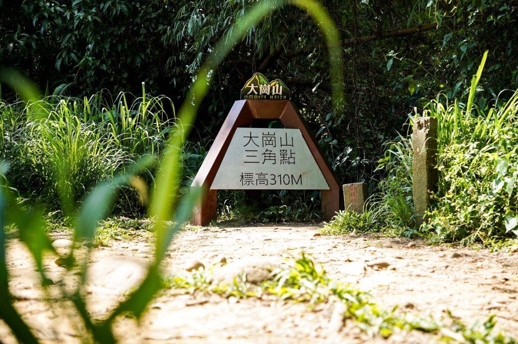 大崗山步道｜小百岳封面圖