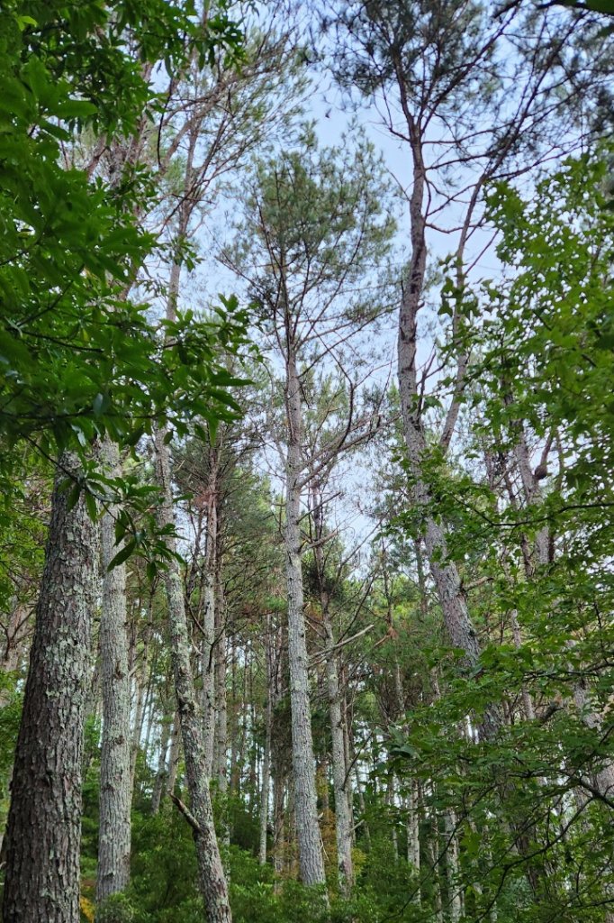 【中級山】馬武霸山，實至名歸的百岳觀景台_2937701