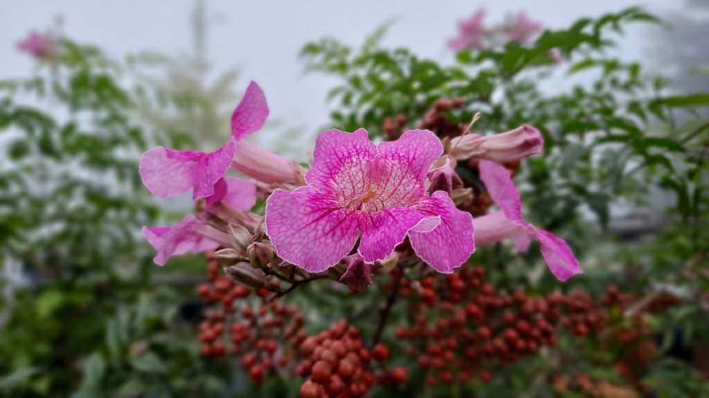 《新竹》幸福雲海｜鵝公髻山步道X山上人家20221105_1900230