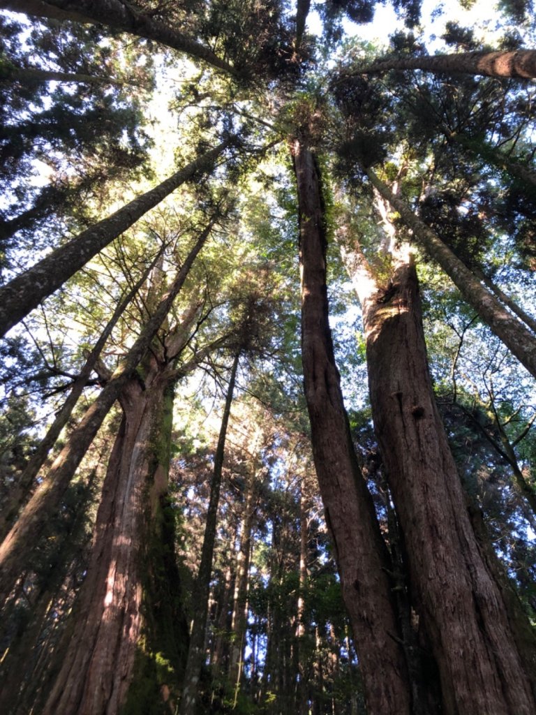 二萬坪鐵道漫遊尋神木走二萬坪山屏遮那山_1118216