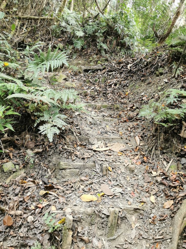 步道巡訪員 l 鳥嘴山步道10月巡訪日誌_1139535