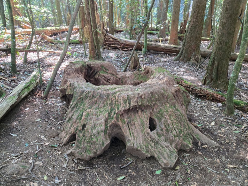 油羅山_3014860